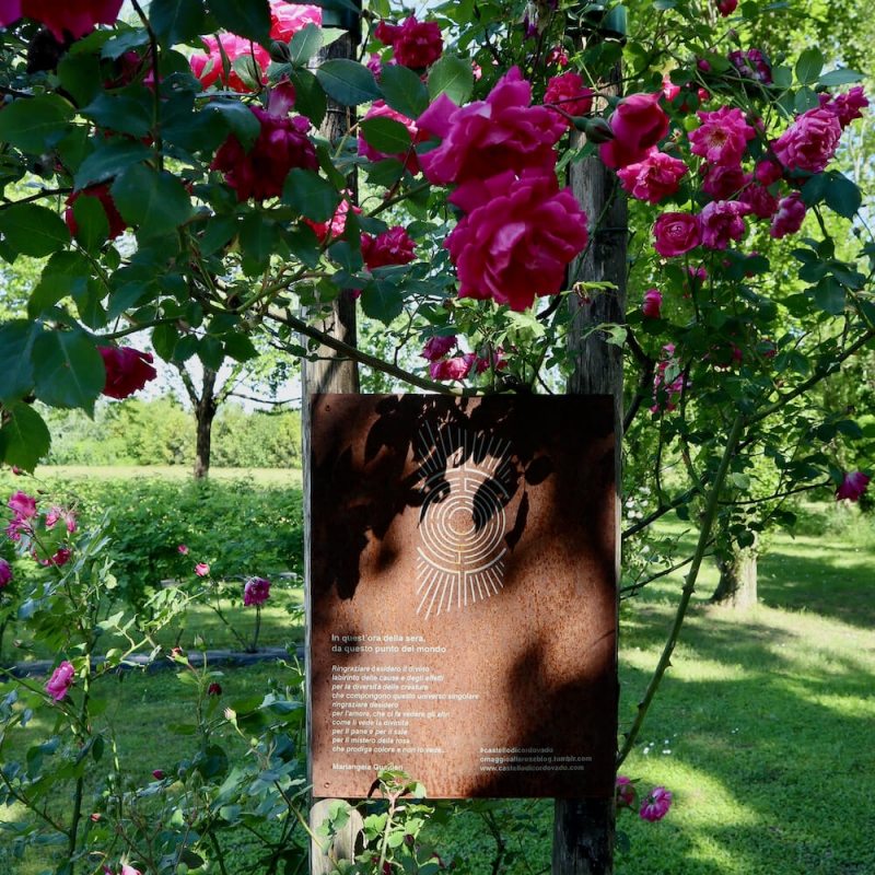  labirinto di rose damascene nel castello di Cordovado.