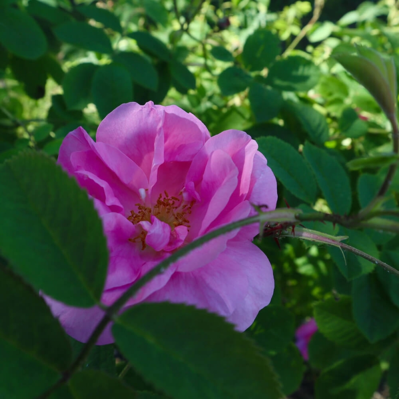  rosa damascena, labirinto di rose Cordovado