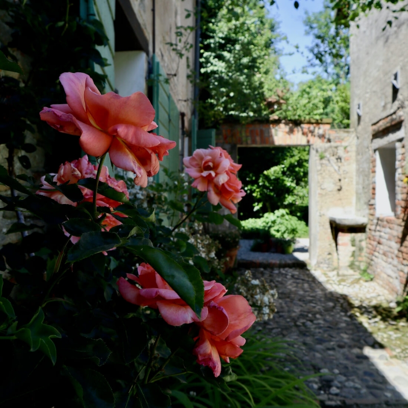 rose in fiore nelle calli del castello di Cordovado