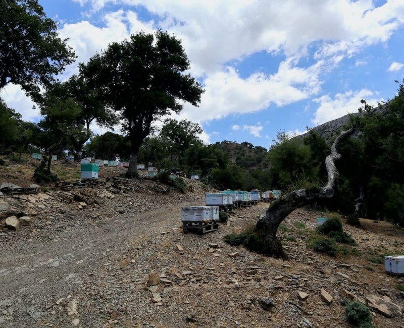 gergeri, bosco rouvas, apicultura biologica Creta