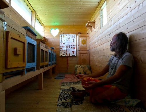 Apiterapia nella campagna del Friuli, meditando con le api