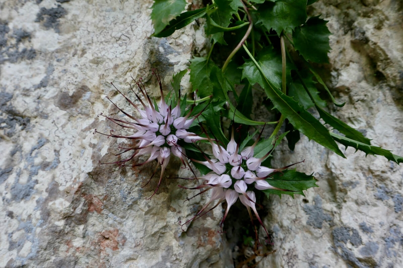  raponzolo, Barcis, forra del Cellina, flora selvatica Friuli