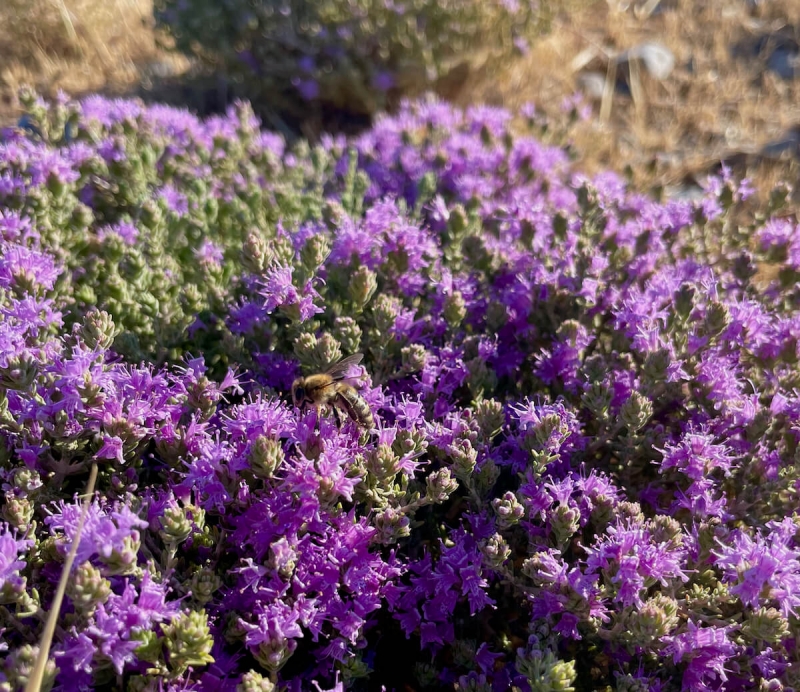  cespugli di timo selvatico, costa del mare Libico Creta, Sfakia